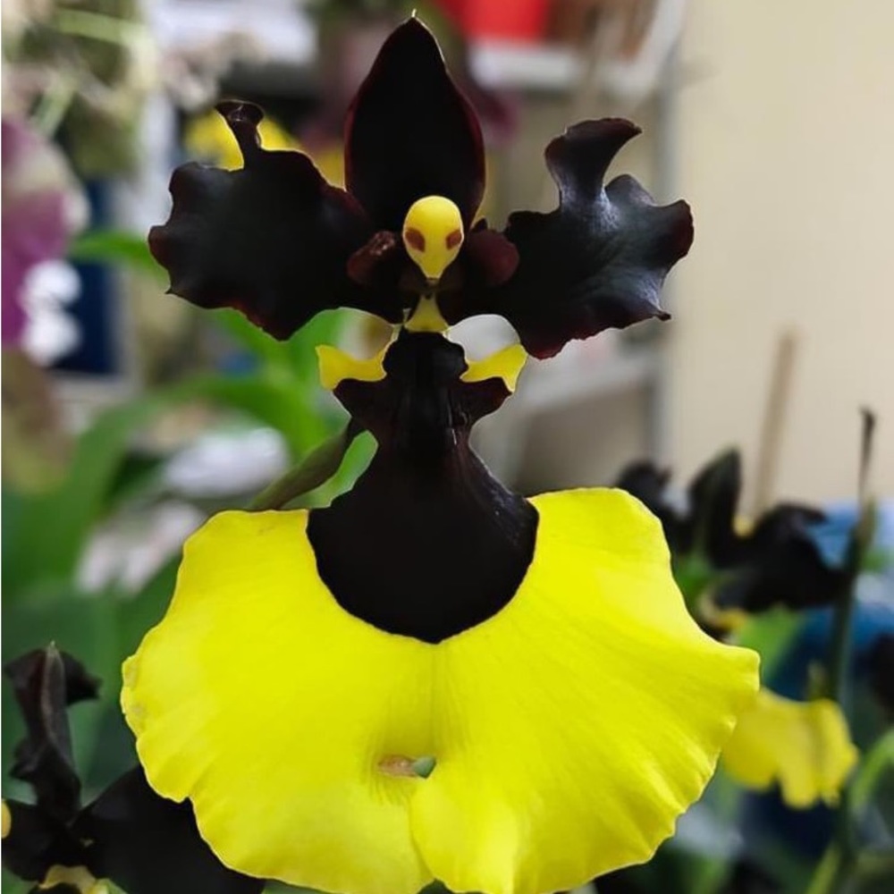 Meet your Posher, Sharon